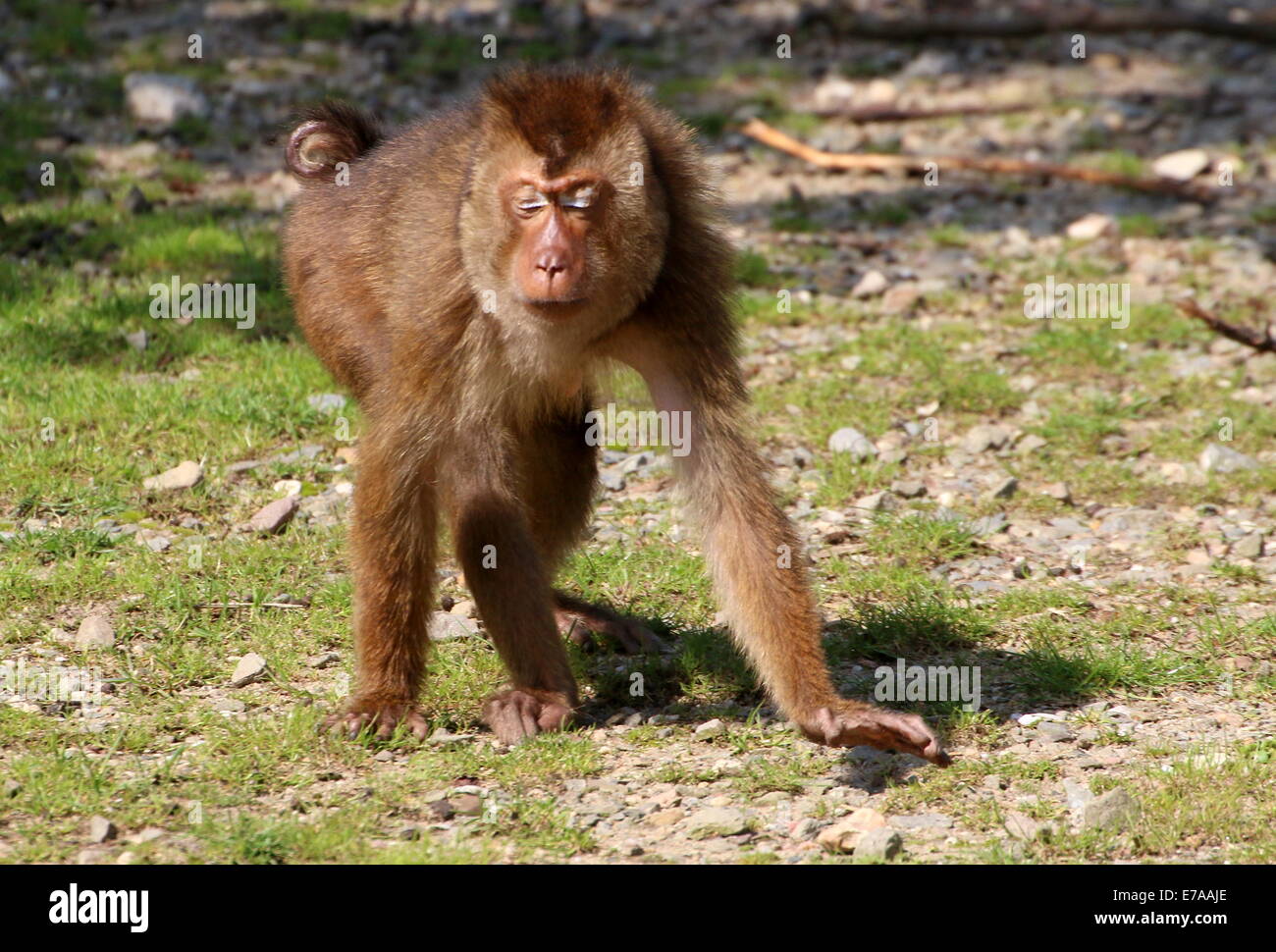 Weiblichen südlichen Schwein-tailed Macaque (Macaca Nemestrina) zu Fuß Stockfoto