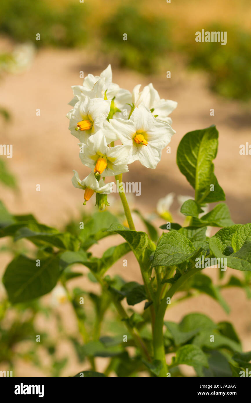 Kartoffelpflanze mit weißen und orangefarbenen Blüten Stockfoto