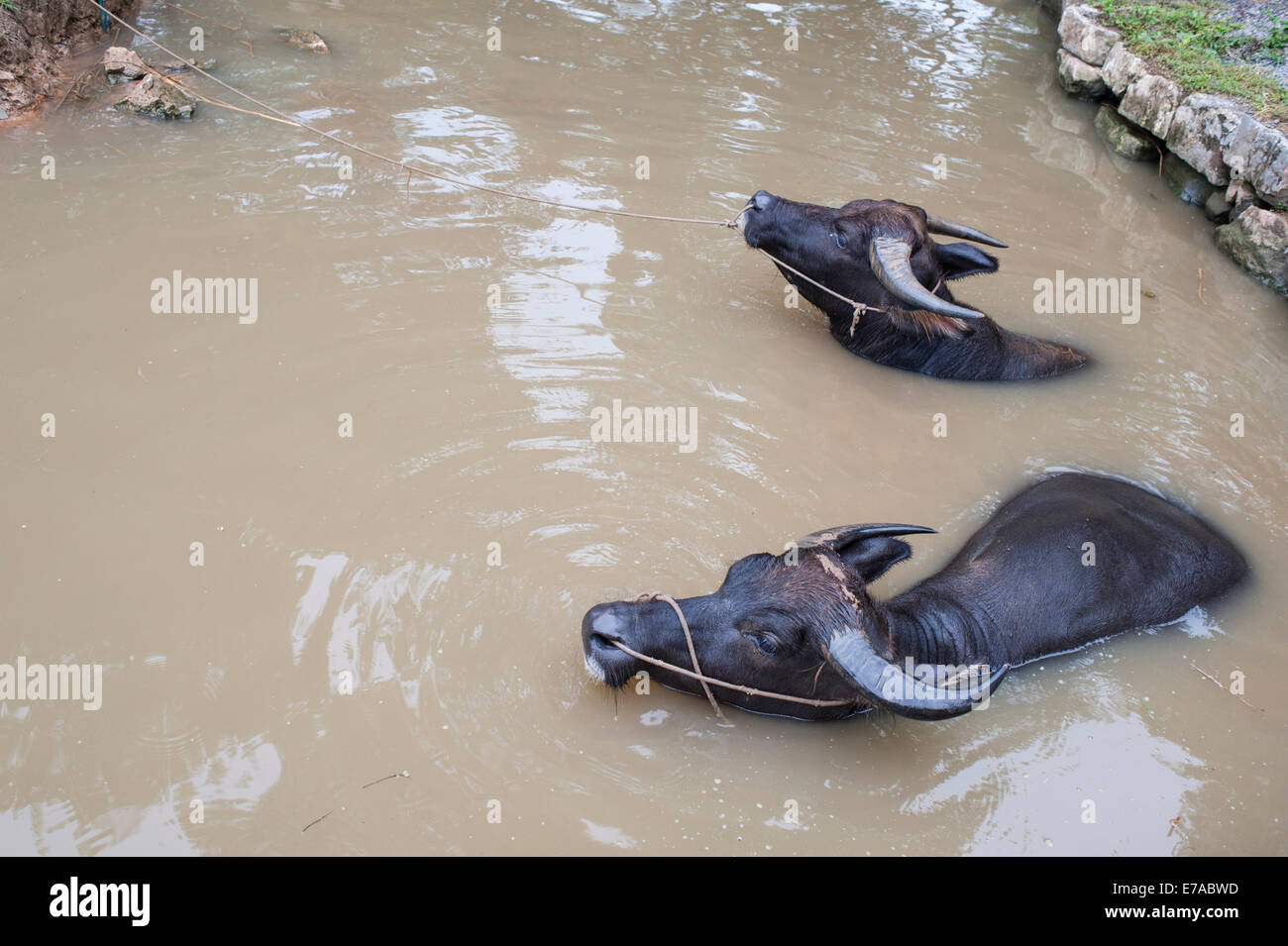 Wasserbüffel, genießen Sie ein erfrischendes Bad. Stockfoto