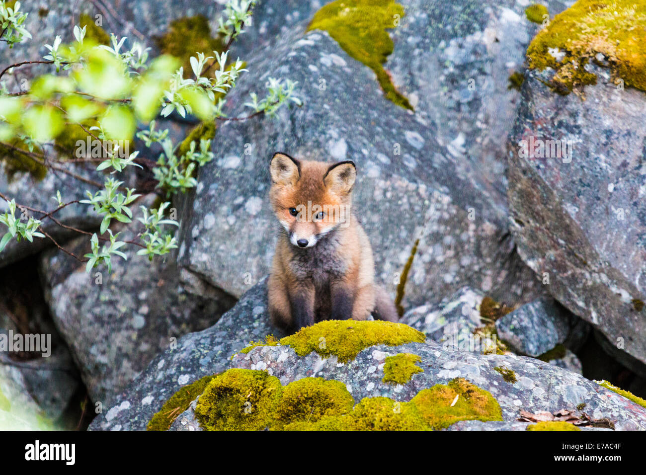 Redfox Welpe, Vulpes Vulpes, Blick aus seinem Nest, Kvikkjokk, Schwedisch-Lappland, Schweden Stockfoto