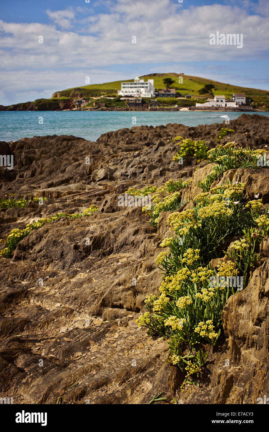 Felsen Samphire, Burgh Island, Bigbury am Meer, South Devon, England, UK. Stockfoto