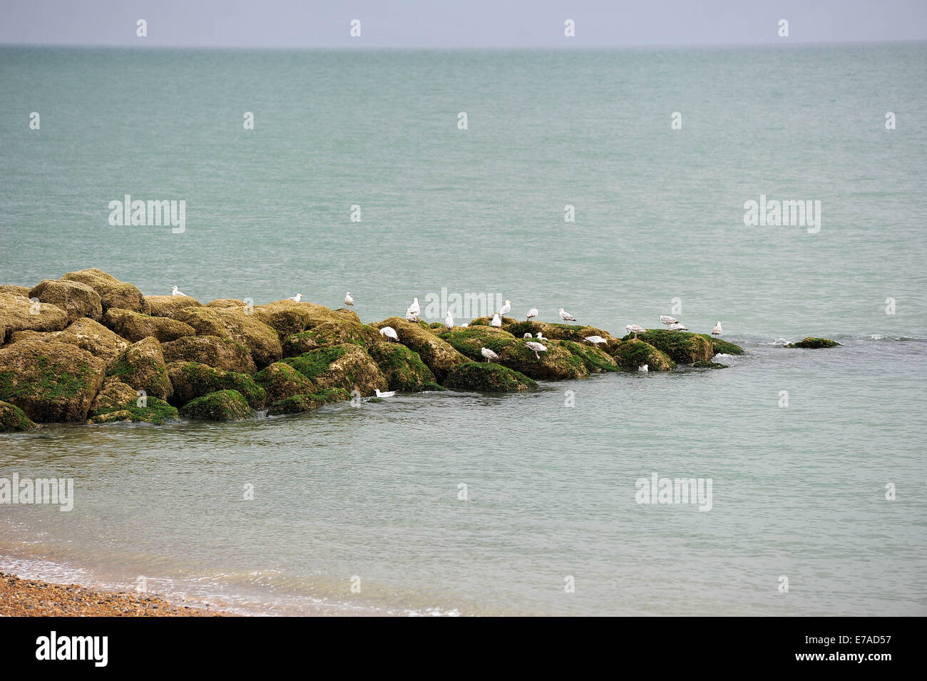 Möwen auf den Klippen am Strand am Meer, Hythe in Hythe, Kent, UK an einem bewölkten Sommertag Stockfoto