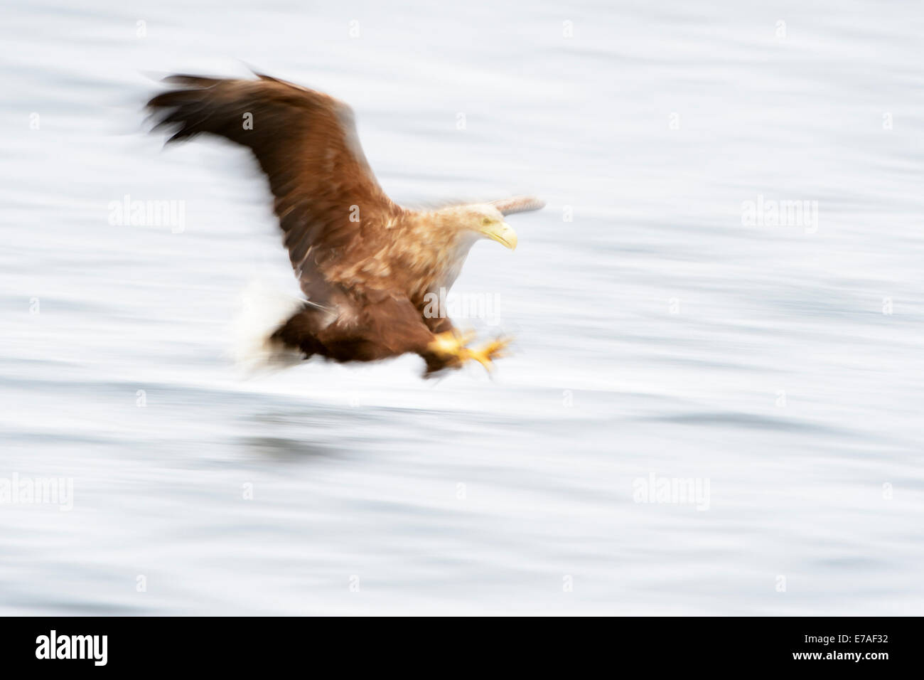 Seeadler (Haliaeetus Horste) Fischfang im norwegischen Bucht mit langsamen Shutterspeed. Stockfoto