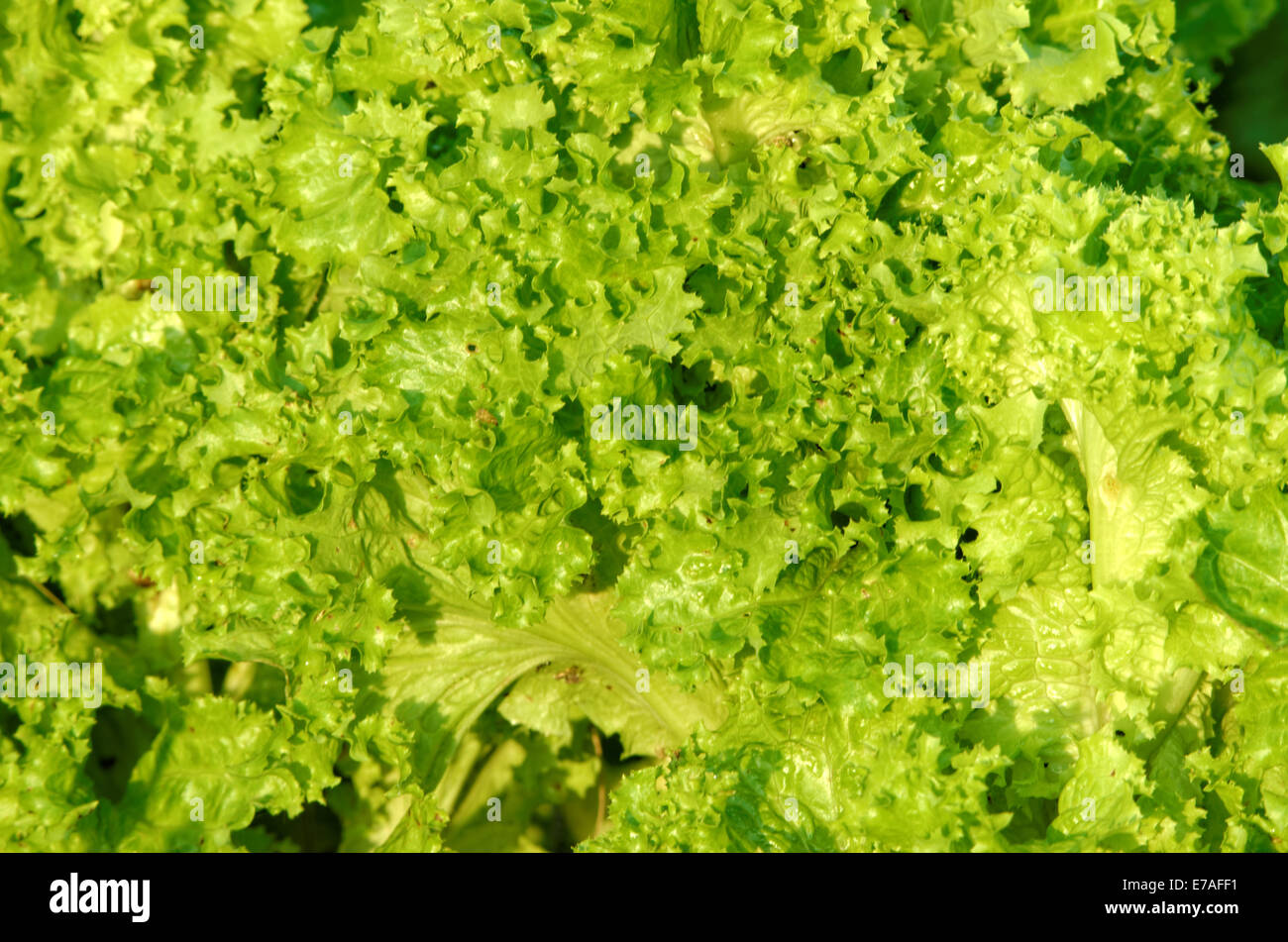 Kopfsalat (Lactuca Sativa) ist eine einjährige Pflanze die Aster oder Sonnenblumen Familie Asteraceae. Es wird in den meisten Fällen als ein Blatt Vegeta angebaut. Stockfoto