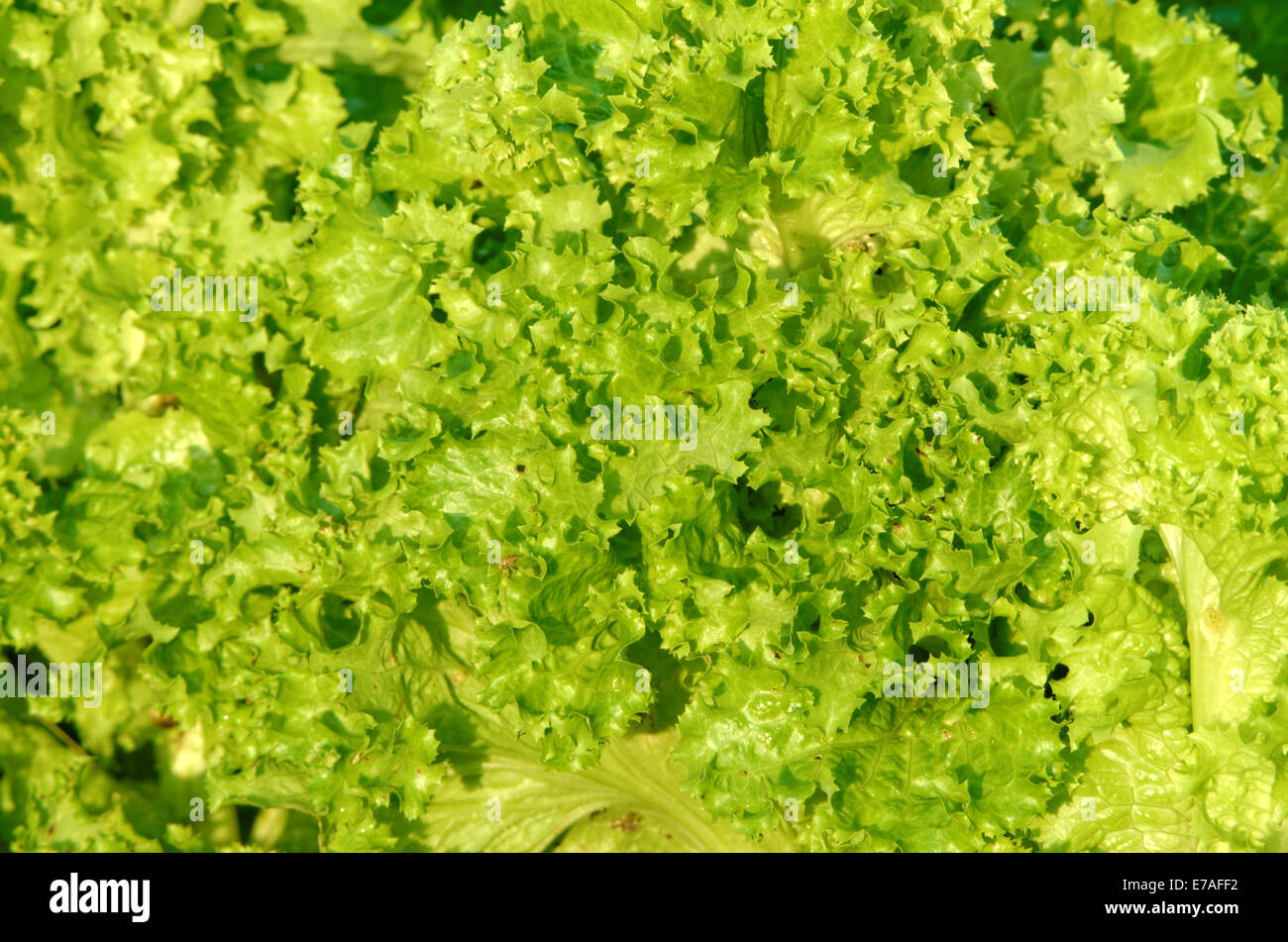 Kopfsalat (Lactuca Sativa) ist eine einjährige Pflanze die Aster oder Sonnenblumen Familie Asteraceae. Es wird in den meisten Fällen als ein Blatt Vegeta angebaut. Stockfoto
