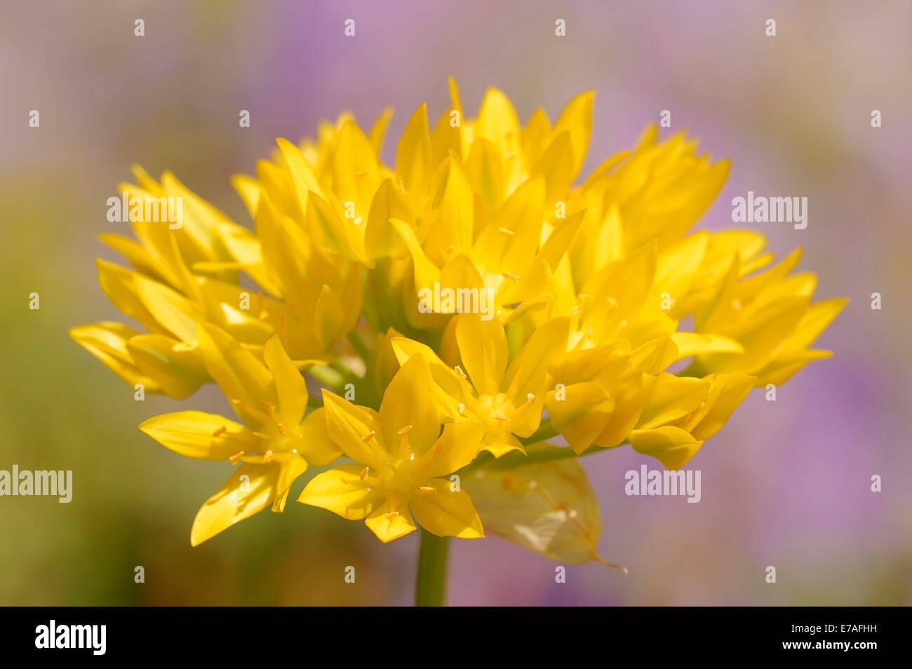 Goldene Knoblauch (Allium Moly), Deutschland Stockfoto