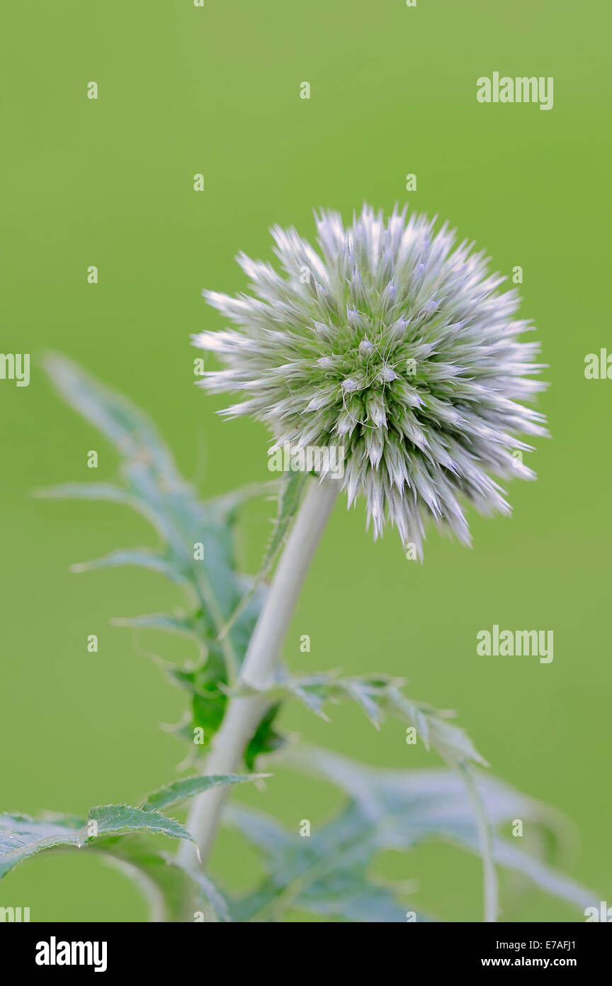 Kleine Kugel Distel (Echinops Ritro), die Blüte, in Europa heimisch Stockfoto