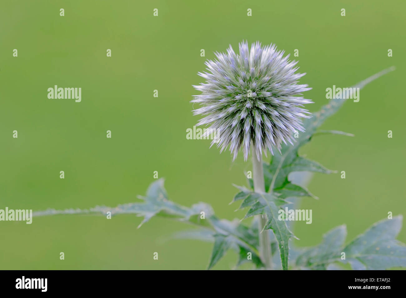 Kleine Kugel Distel (Echinops Ritro), die Blüte, in Europa heimisch Stockfoto