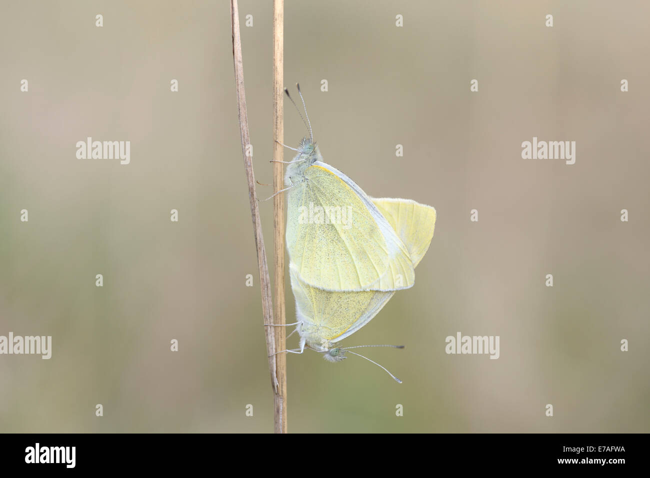 Kleine weiße oder Kohlweißling Schmetterlinge (Pieris Rapae), Paarung, Thüringen, Deutschland Stockfoto