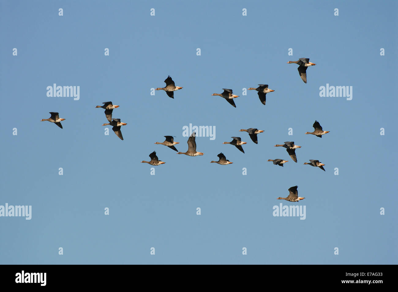 Weiß – Blässgänse Gänse (Anser Albifrons), im Flug, Mecklenburg-Western Pomerania, Deutschland Stockfoto