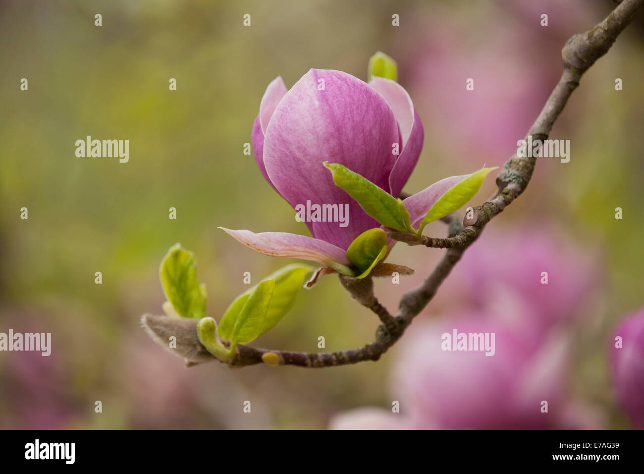 Untertasse Magnolie (Magnolia X soulangeana), blühend, Thüringen, Deutschland Stockfoto