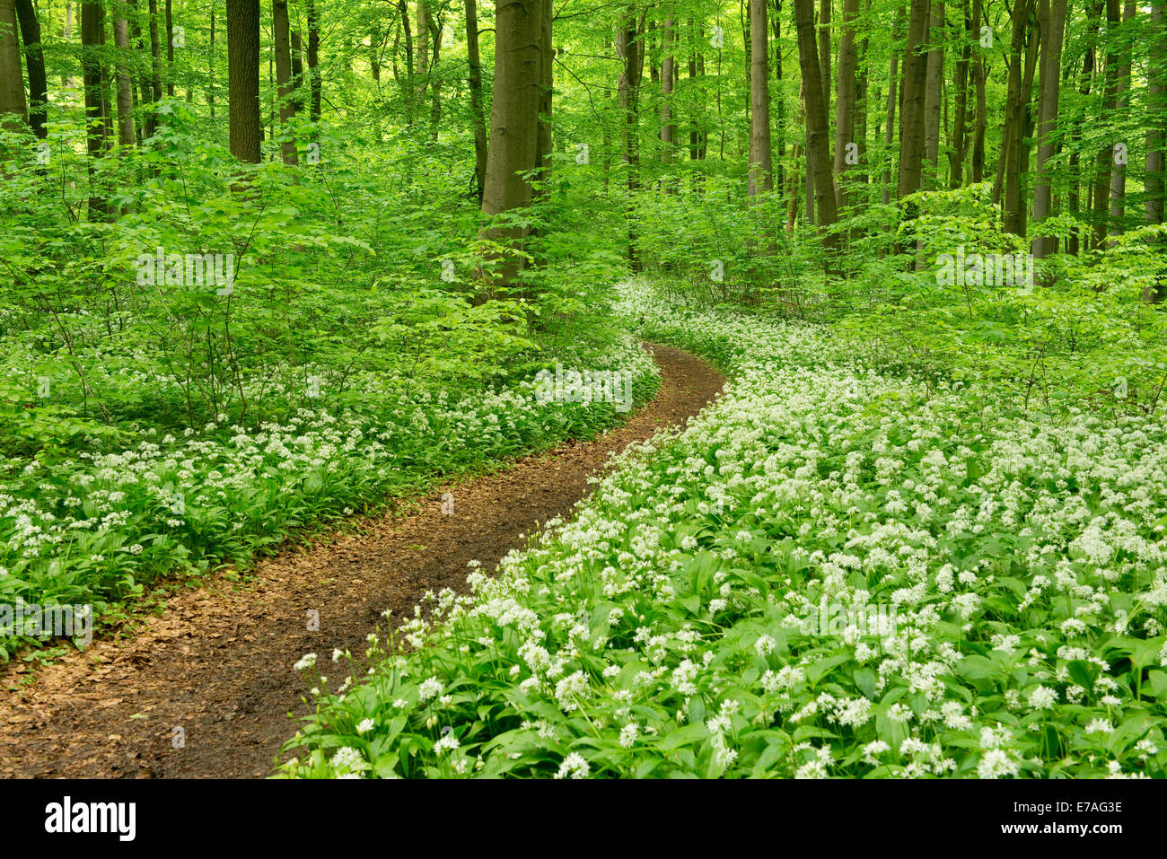 Pfad in einem Frühlingswald blühen wilde Knoblauch oder Bärlauch (Allium Ursinum), Nationalpark Hainich, Thüringen, Deutschland Stockfoto