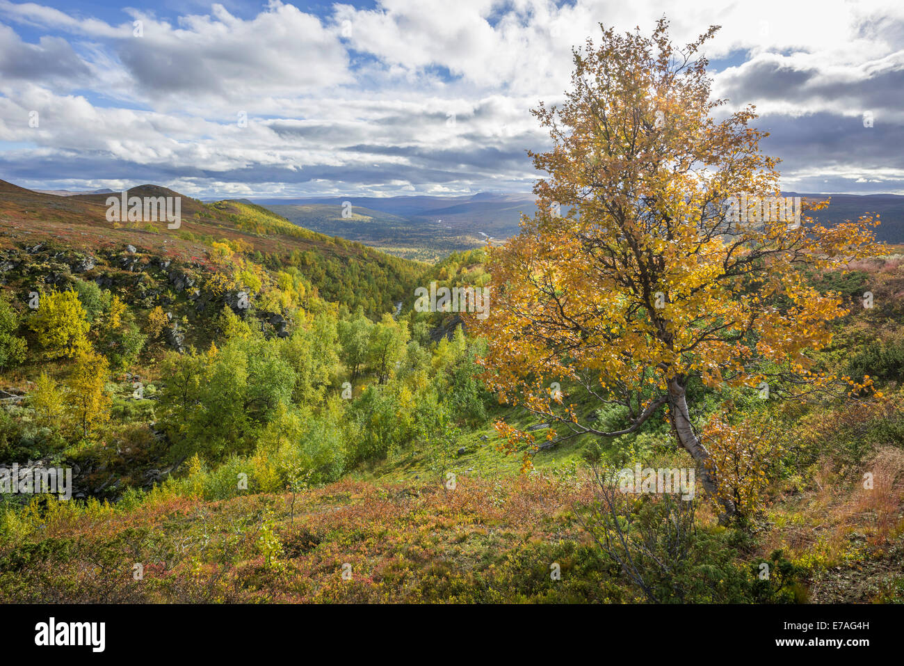 Flusstal und eine Birke in Herbstfarben, Vindelfjällen, Västerbotten County, Schweden Stockfoto