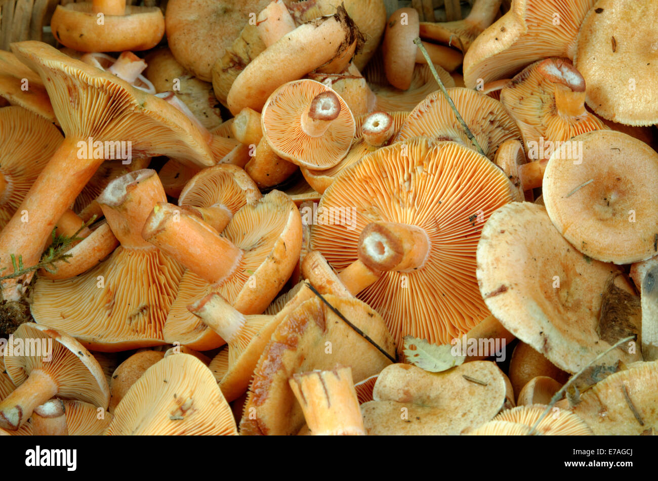Lactarius Reizker, auch bekannt als falscher Safran Milkcap, ist eine Art von Pilz in der Familie Russulaceae. Stockfoto