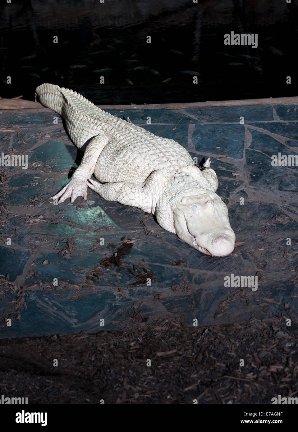 Albino Alligator Stockfoto