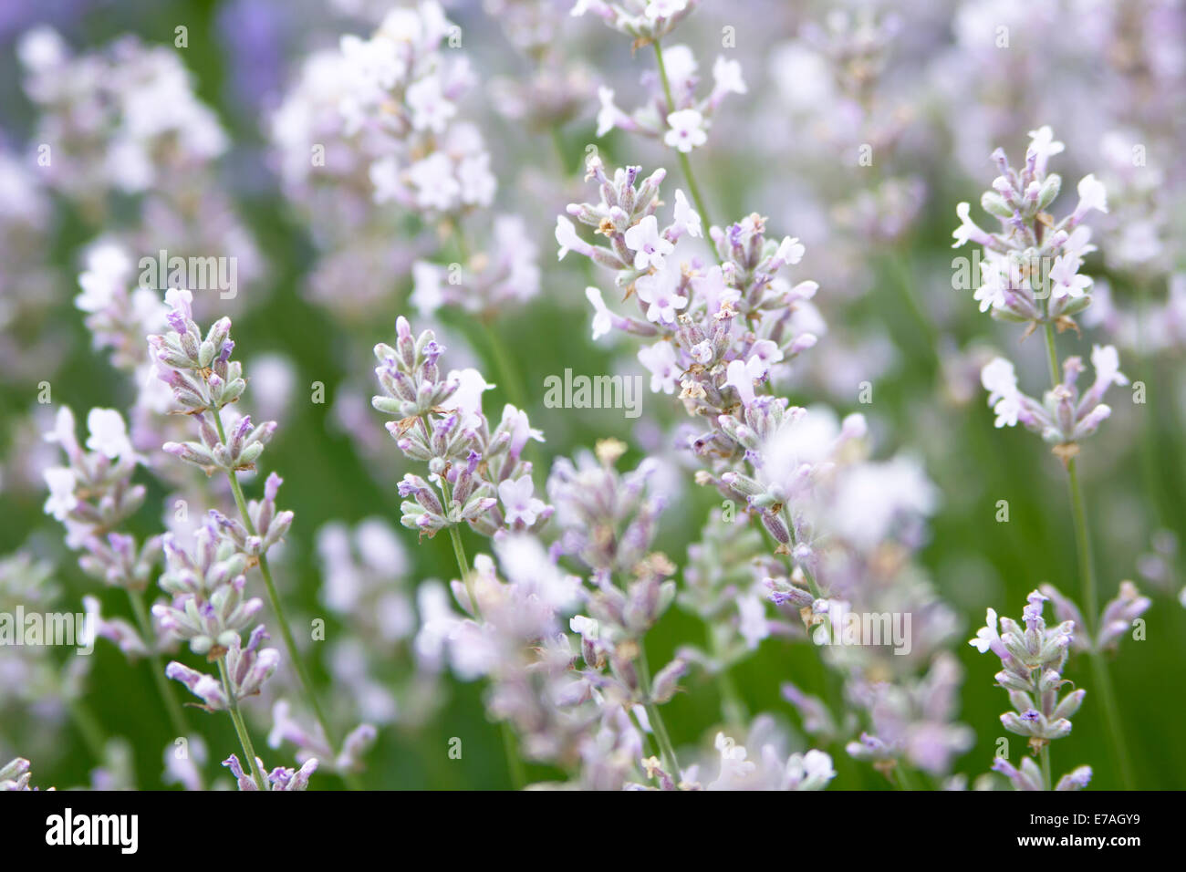 weißer Lavendel Blumen im Sommer Stockfoto