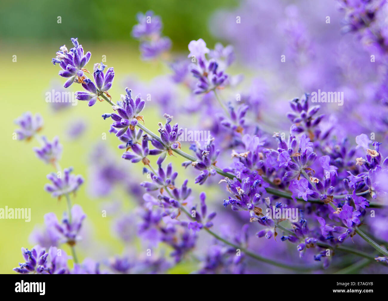 Lavendel Blumen im Sommer Stockfoto