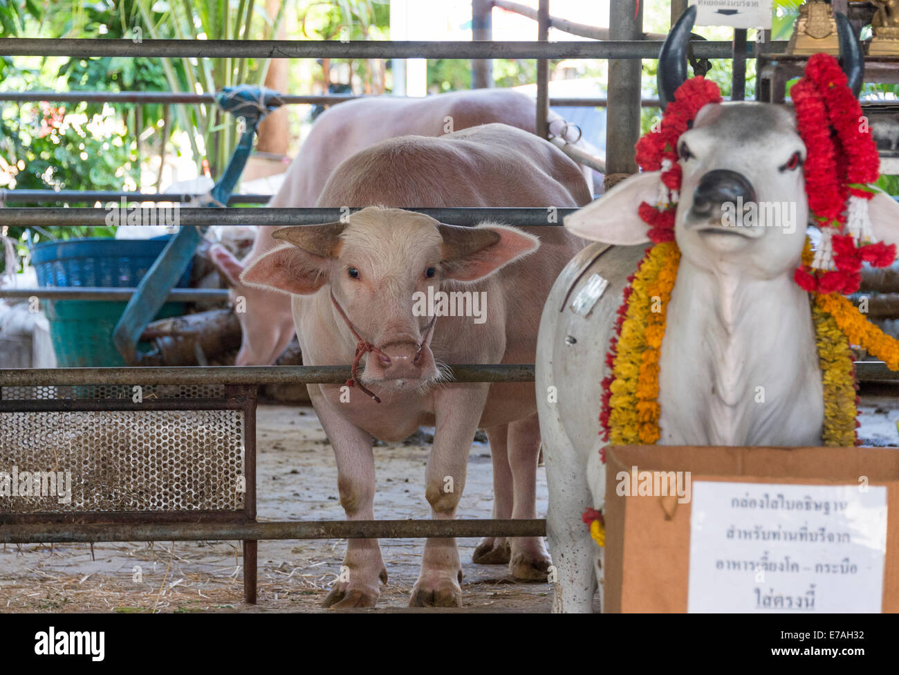 Rinder im Tempel Wat Hua Lamphong in Bangkok, Thailand. Stockfoto