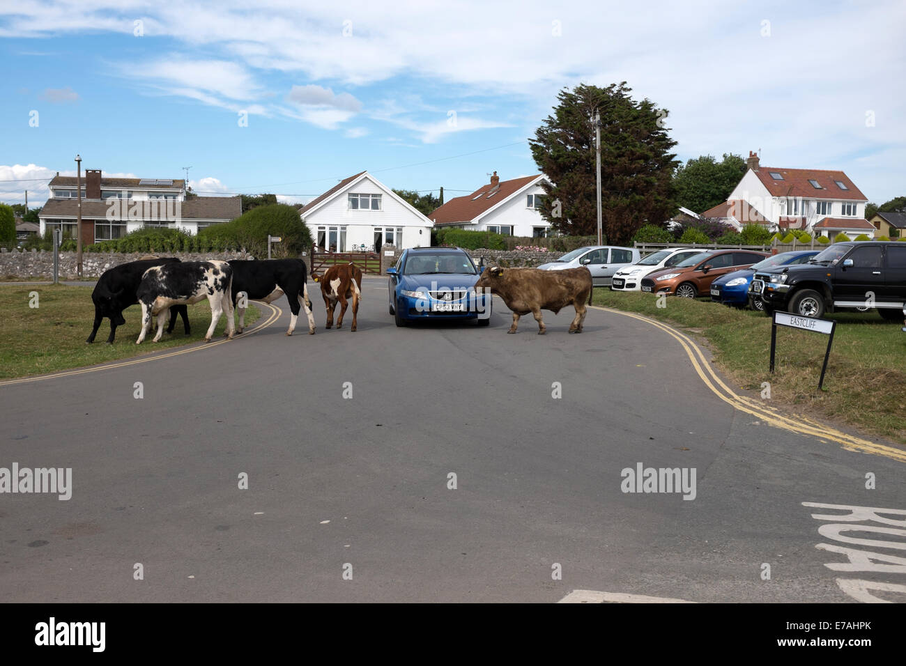 Kühe, die Überquerung der Straße vor dem Auto Wandern verloren Stockfoto