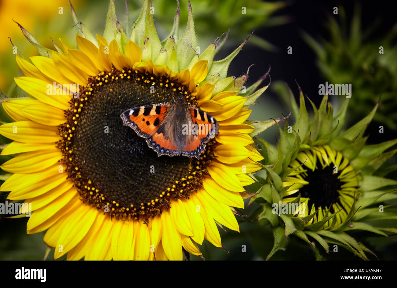 Sonnenblumen Garten Stockfotos und bilder Kaufen Alamy