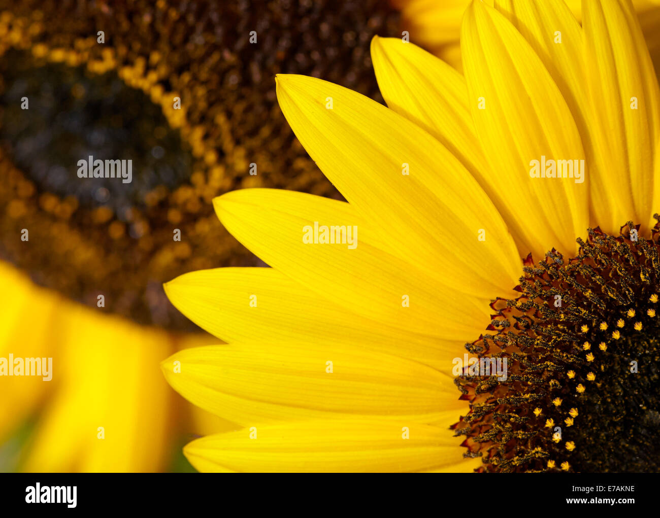 Sonnenblumen in einem englischen Cottage-Garten Stockfoto