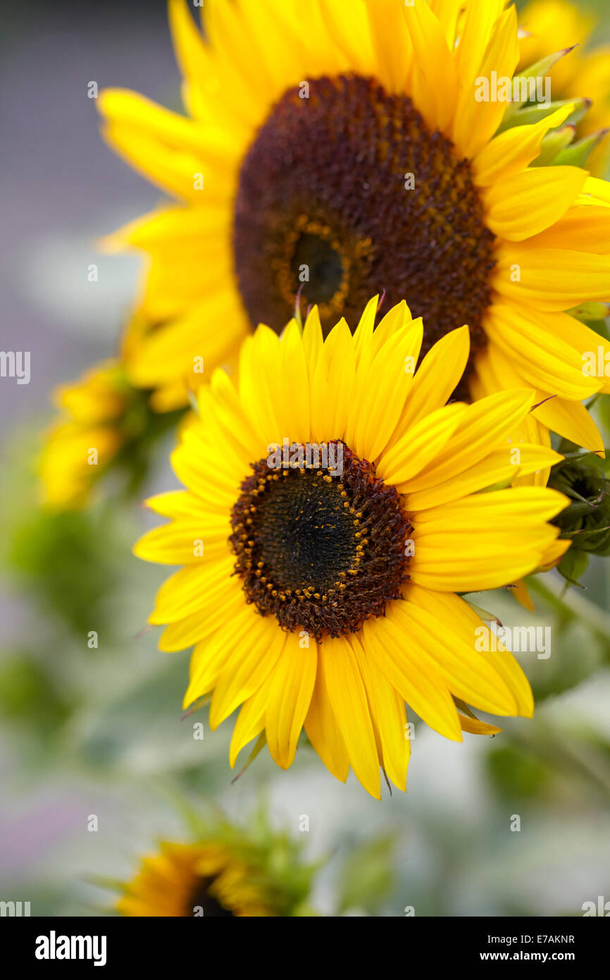 Sonnenblumen in einem englischen Cottage-Garten Stockfoto