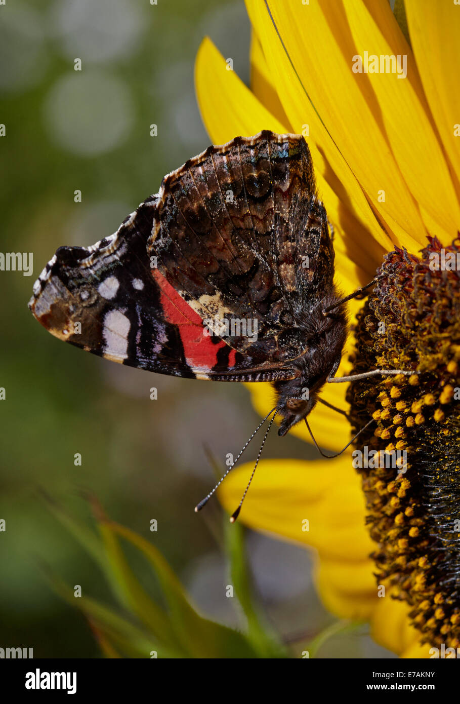 Red Admiral Schmetterling Fütterung auf Sonnenblumen in einem englischen Cottage-Garten Stockfoto