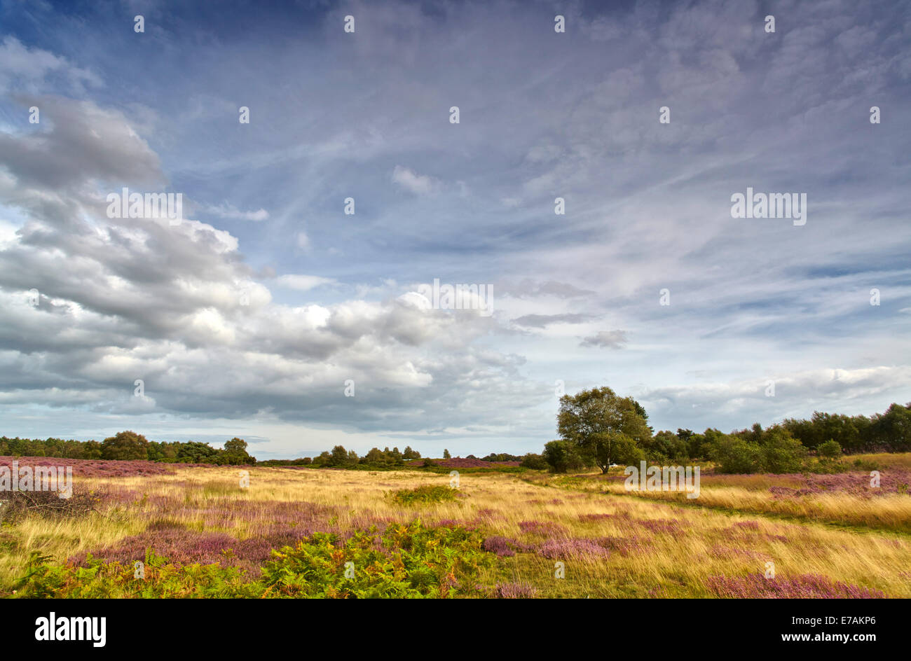 Westleton Heide, Suffolk, England, UK Stockfoto