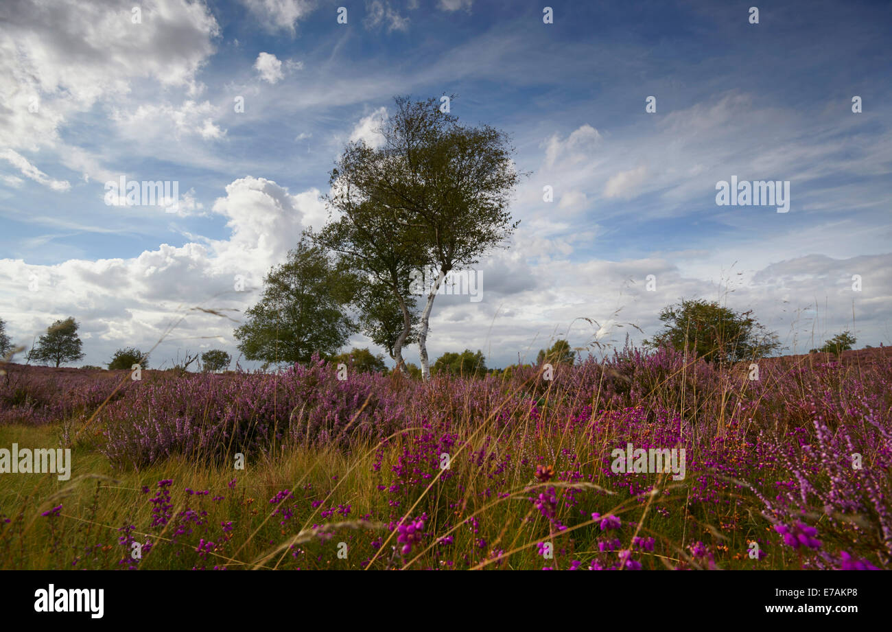 Westleton Heide, Suffolk, England, UK Stockfoto