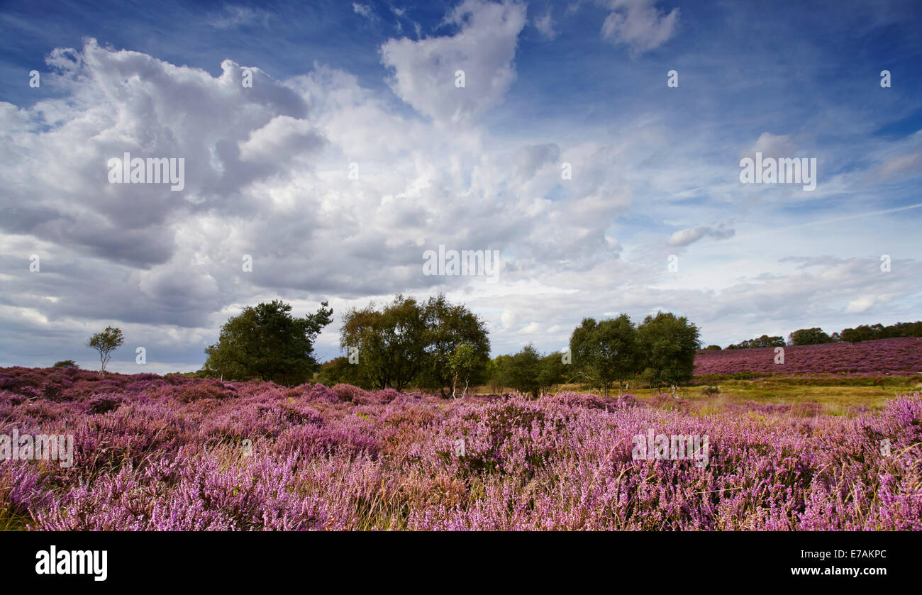 Westleton Heide, Suffolk, England, UK Stockfoto