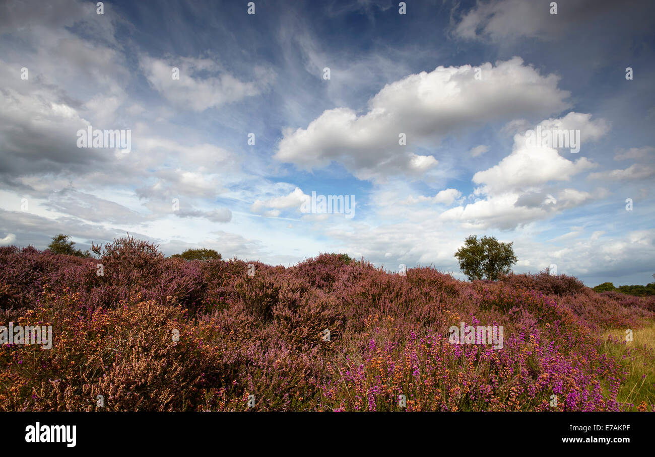 Westleton Heide, Suffolk, England, UK Stockfoto