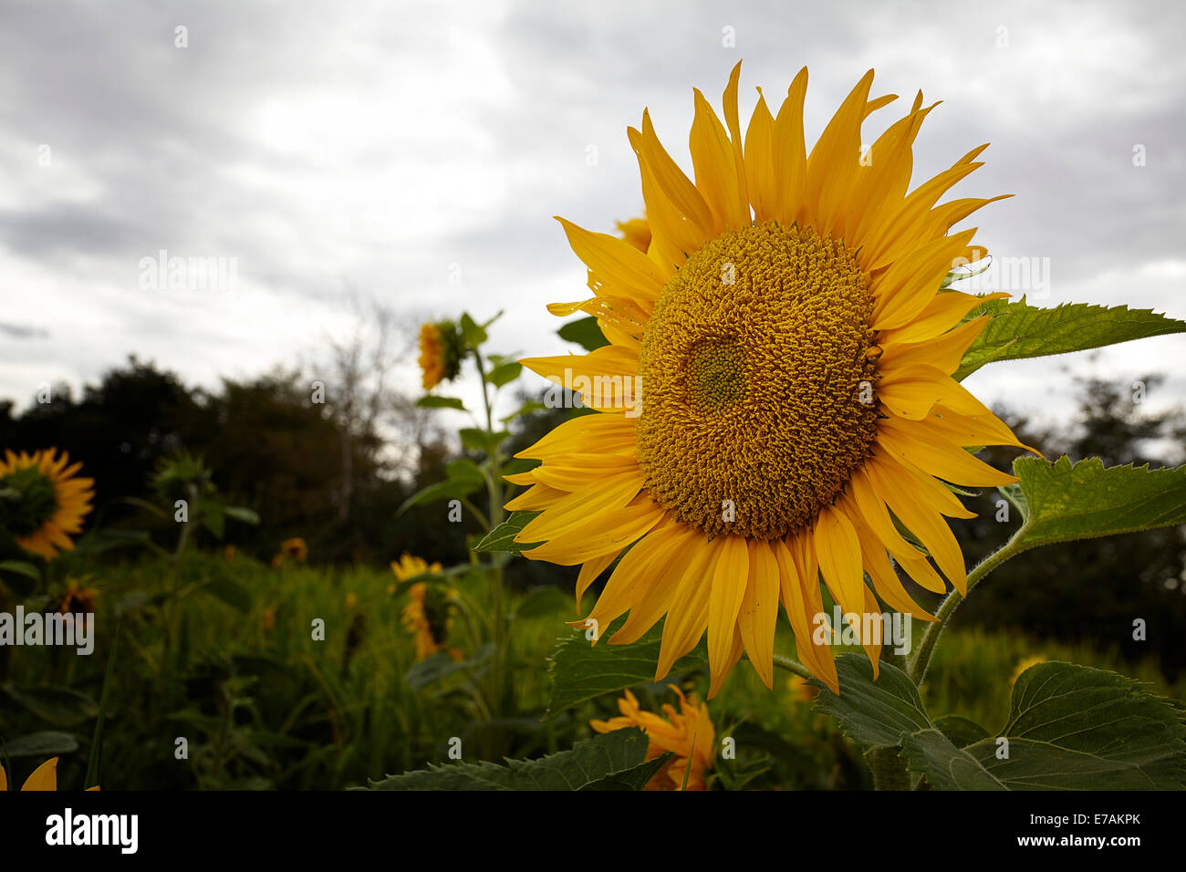 Sonnenblumen wachsen am Rande der landwirtschaftlichen Flächen in Suffolk, UK Stockfoto