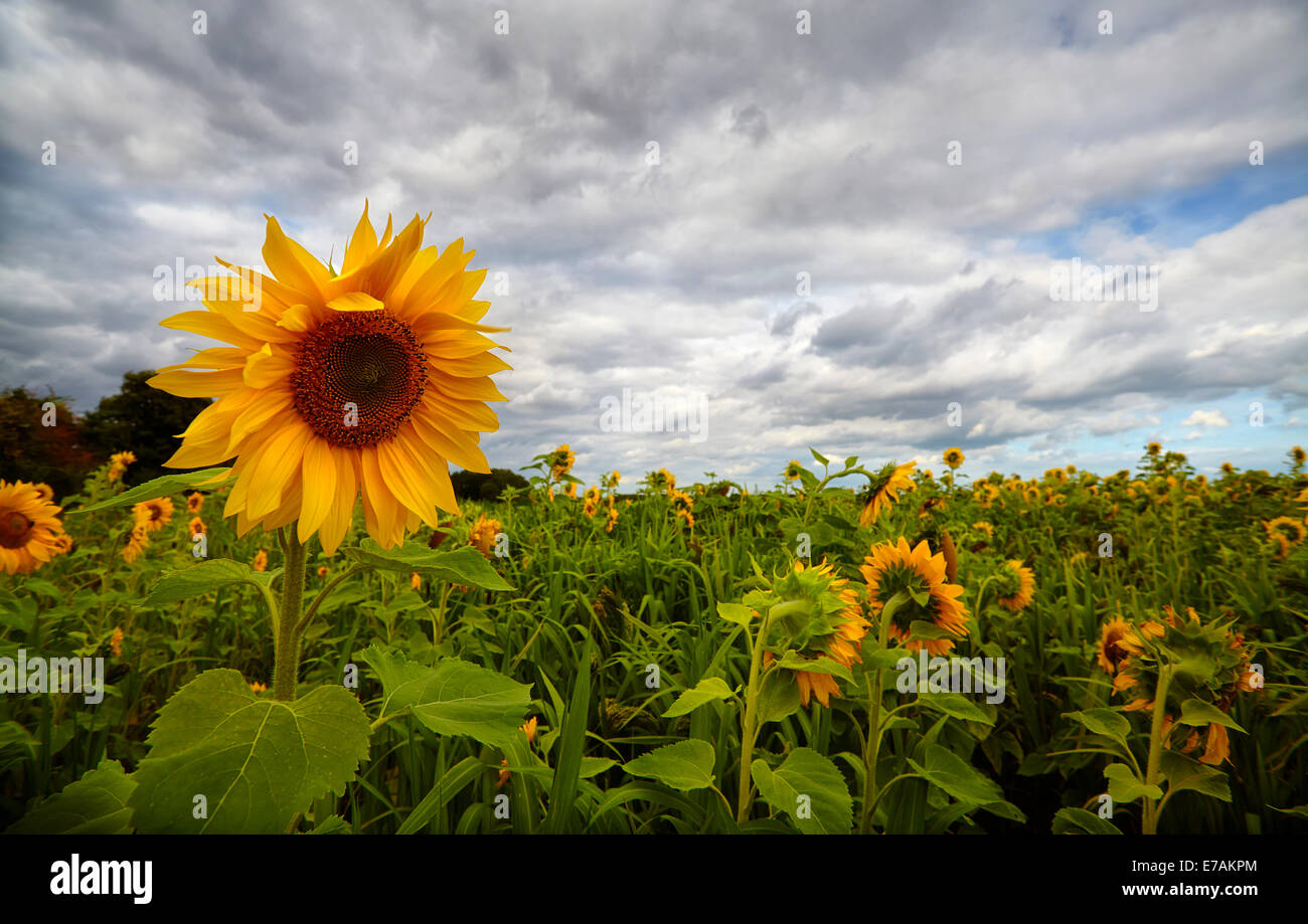 Sonnenblumen wachsen am Rande der landwirtschaftlichen Flächen in Suffolk, UK Stockfoto