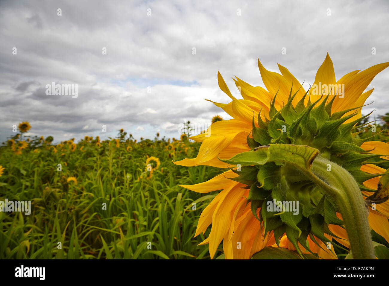 Sonnenblumen wachsen am Rande der landwirtschaftlichen Flächen in Suffolk, UK Stockfoto