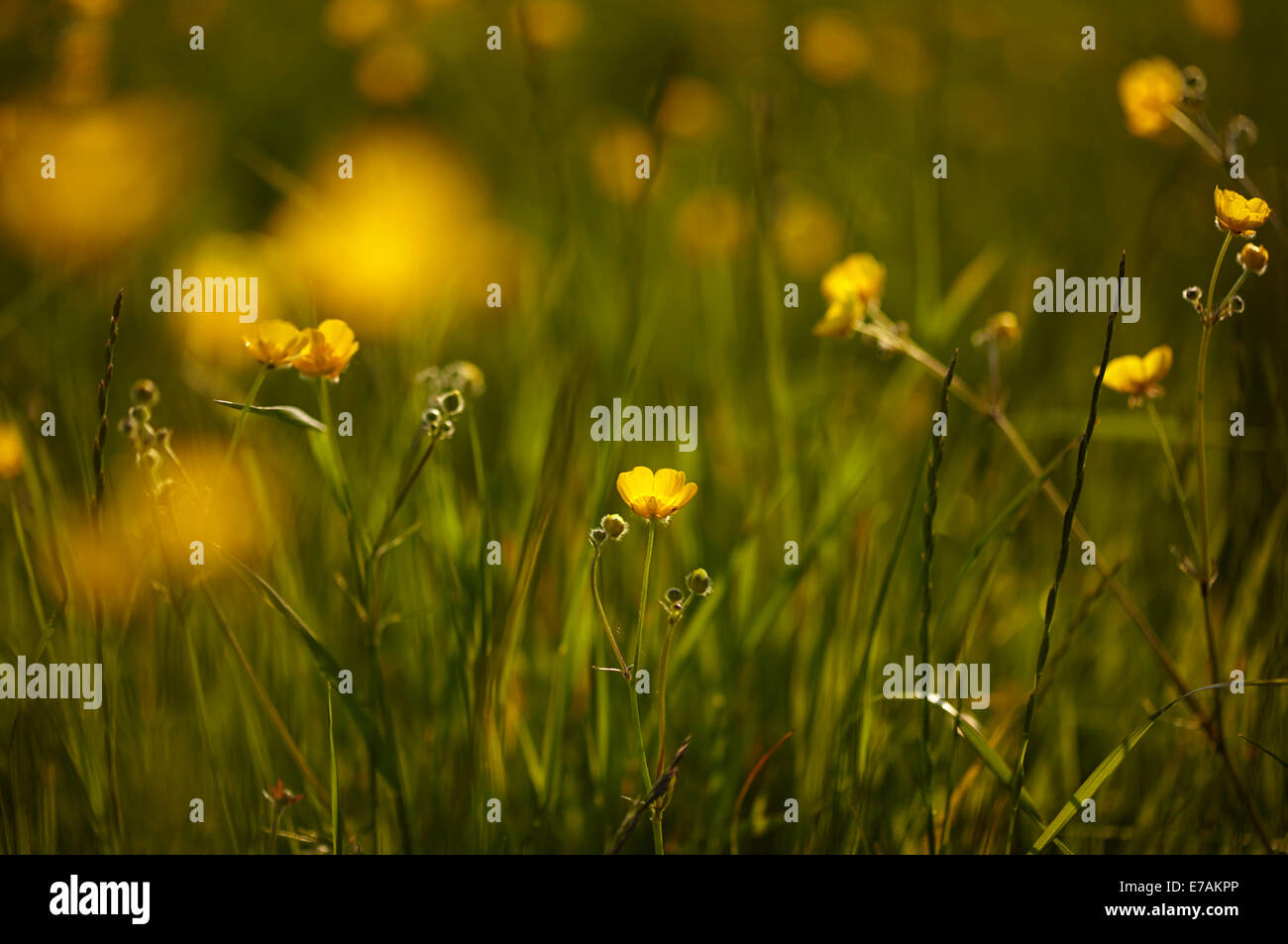 Hahnenfuß (Ranunculus) wächst in einer englischen Wiese im Frühsommer Stockfoto