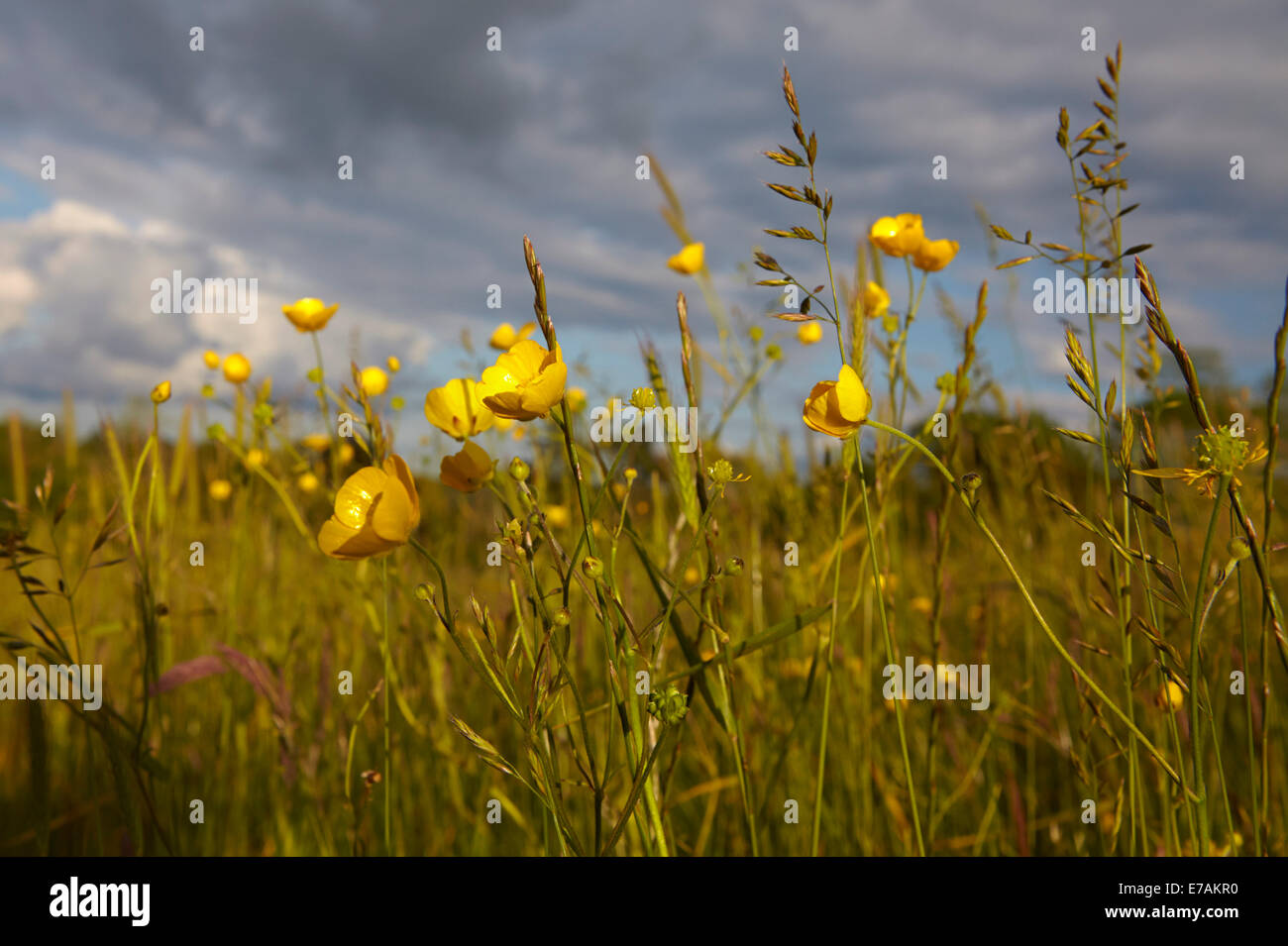 Hahnenfuß (Ranunculus) wächst in einer englischen Wiese im Frühsommer Stockfoto