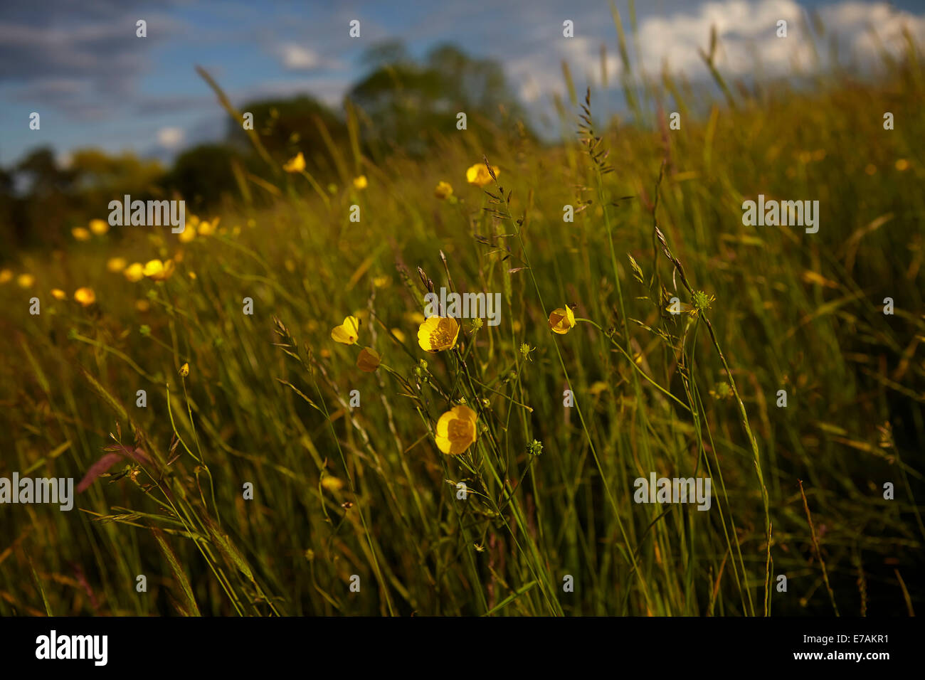 Hahnenfuß (Ranunculus) wächst in einer englischen Wiese im Frühsommer Stockfoto