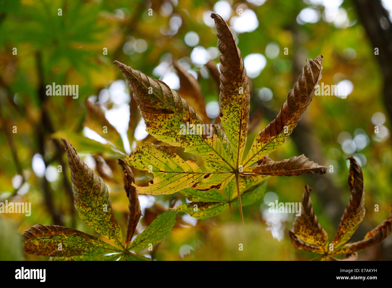 typisch Herbst Fett Rosskastanie Baum - Natur des saisonalen Zyklus © Jane Ann Butler Fotografie JABP1097 Stockfoto