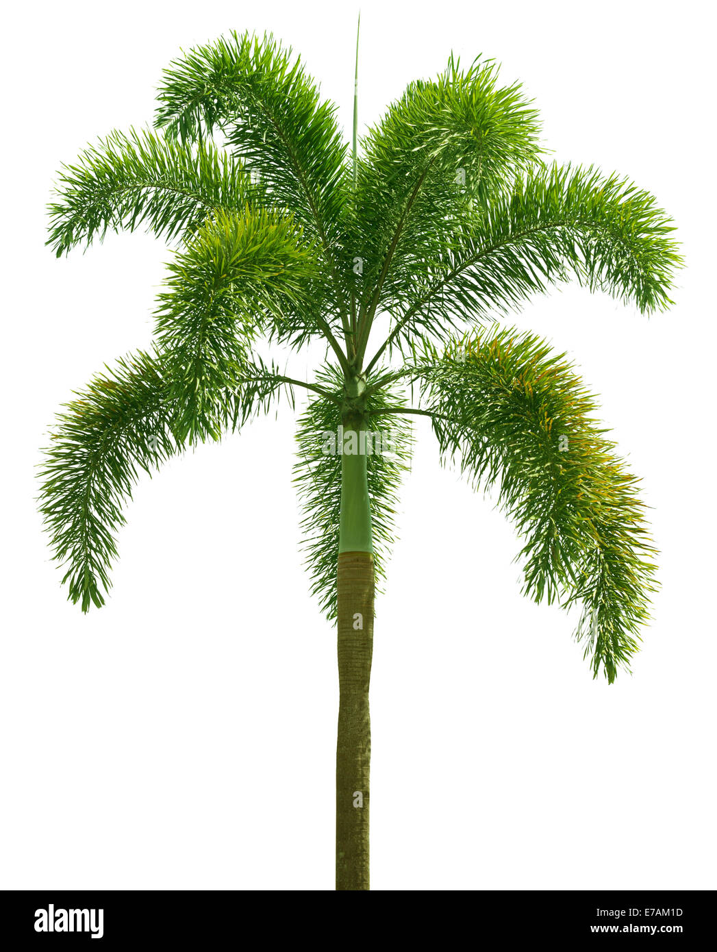 Wodyetia (Foxtail Palm). Palme, die isoliert auf weißem Hintergrund Stockfoto