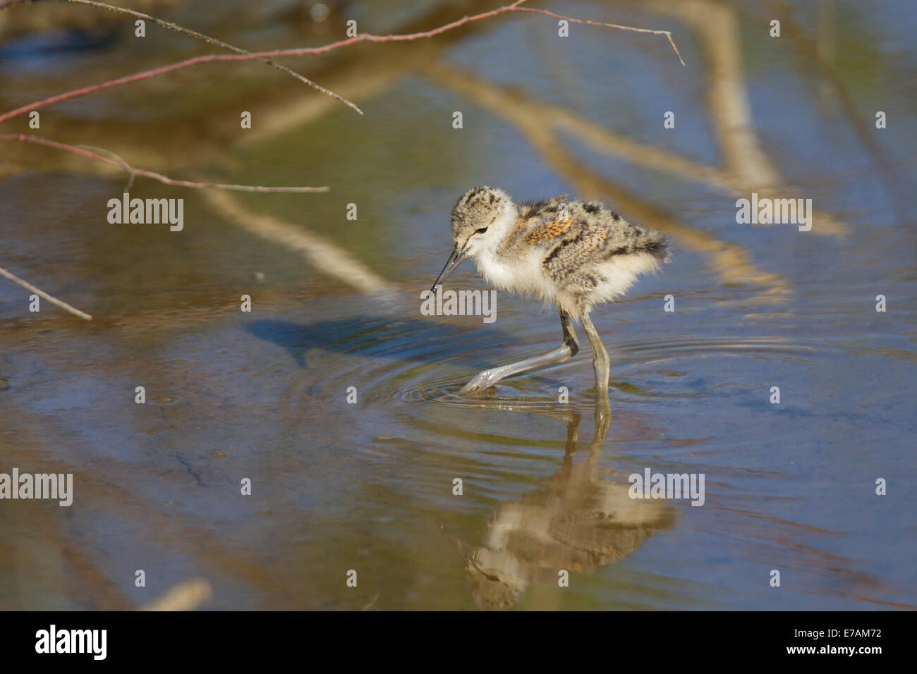 Schwarz-winged Stilt gemeinsame Stelzenläufer Himantopus Himantopus Stelzenlaeufer Stockfoto