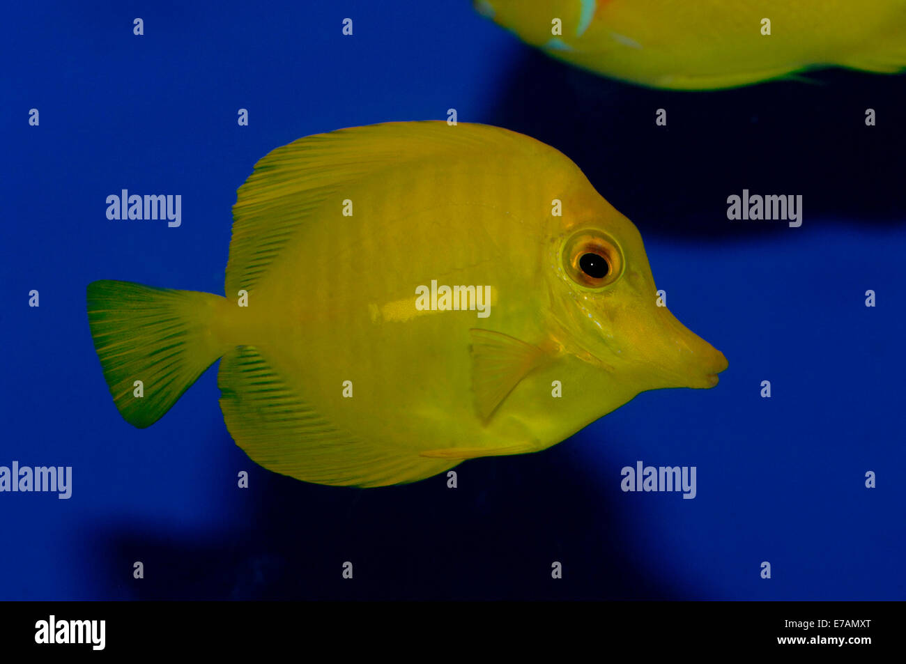Gelbe tang Fisch. Stockfoto