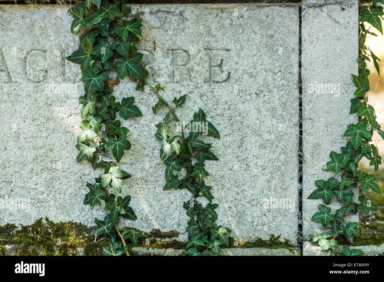 Eine Efeu-Ranke wächst auf einem Grabstein. Stockfoto