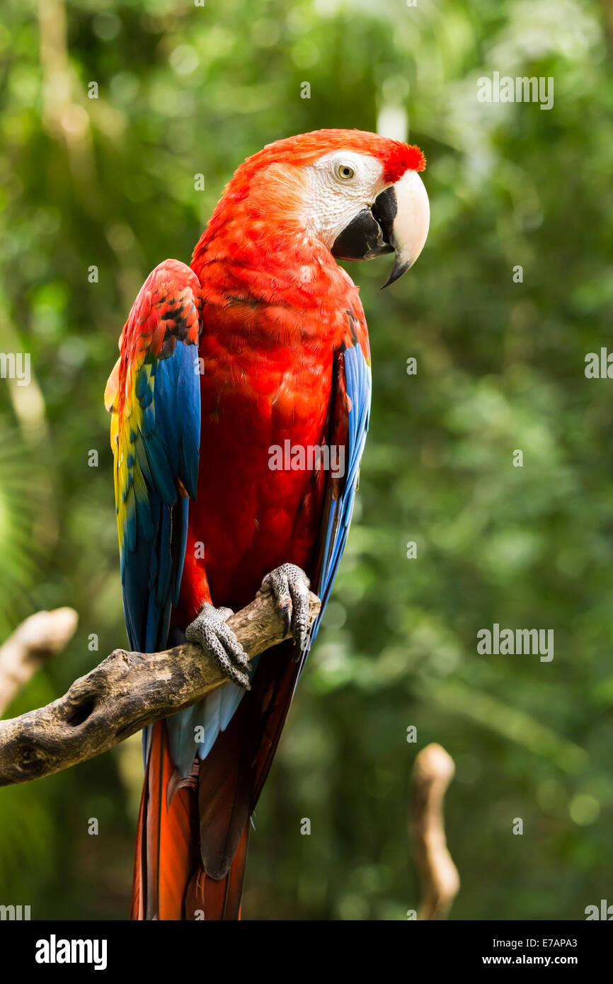 Porträt von bunten Scarlet Ara Papagei in Mexiko Stockfoto