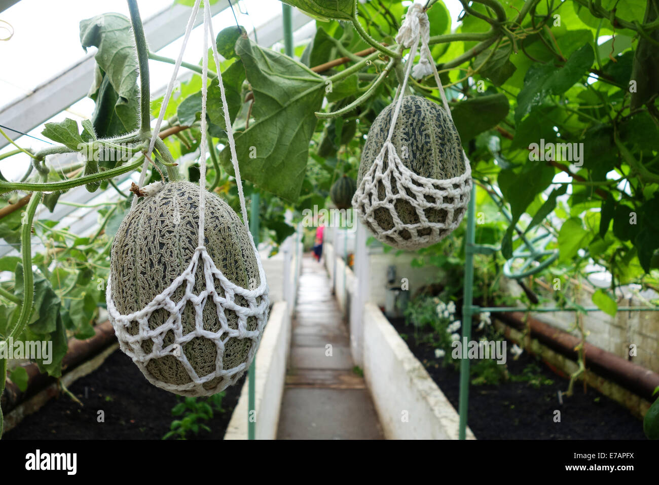 Melone Melonen wachsen im Gewächshaus mit Unterstützung net Netze Uk Stockfoto