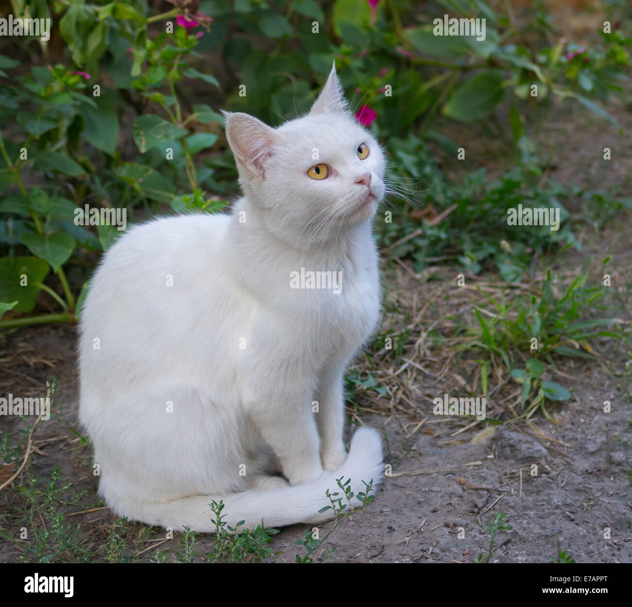 Porträt des bewachten weiße Katze Stockfoto