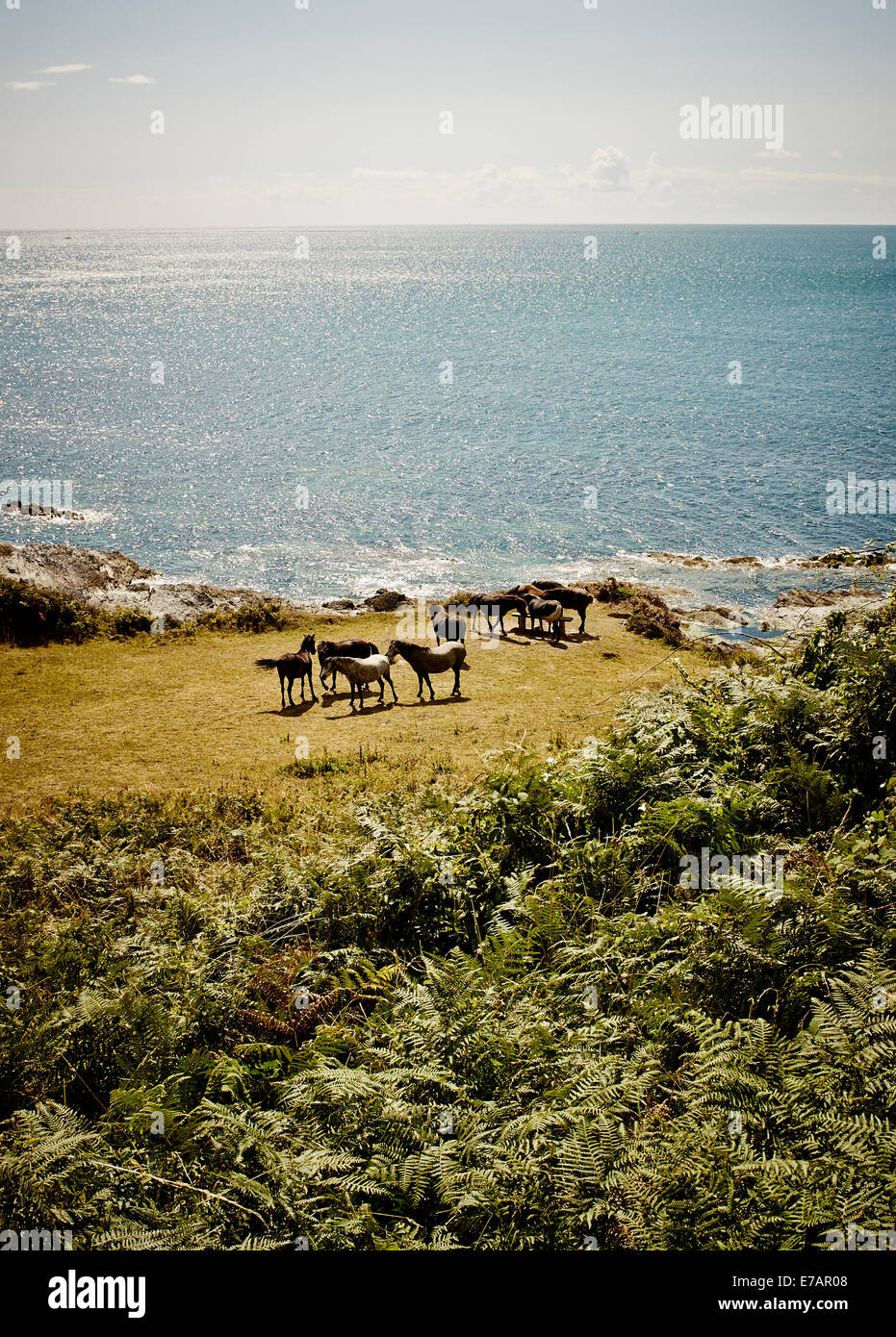 South West Coast Path, Süd Cornwall, Südwestengland, UK. Stockfoto