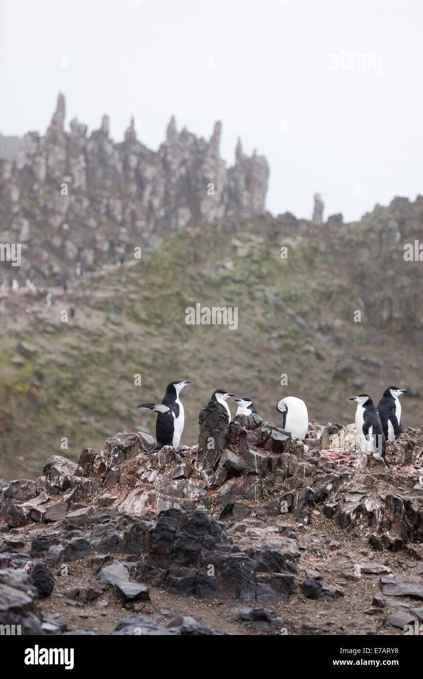 Kinnriemen Pinguine (Pygoscelis Antarcticus) auf einem felsigen Hügel, Desolation Island, Antarktis Stockfoto