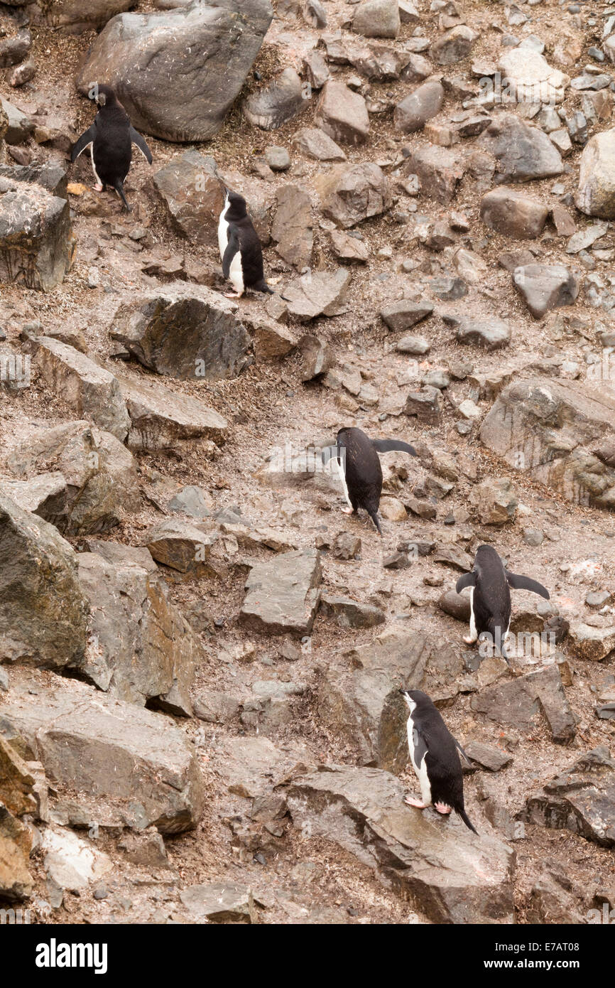 Fünf Kinnriemen Pinguine (Pygoscelis Antarcticus) klettern einen felsigen und nassen Hügel, Half Moon Island, Antarktis Stockfoto