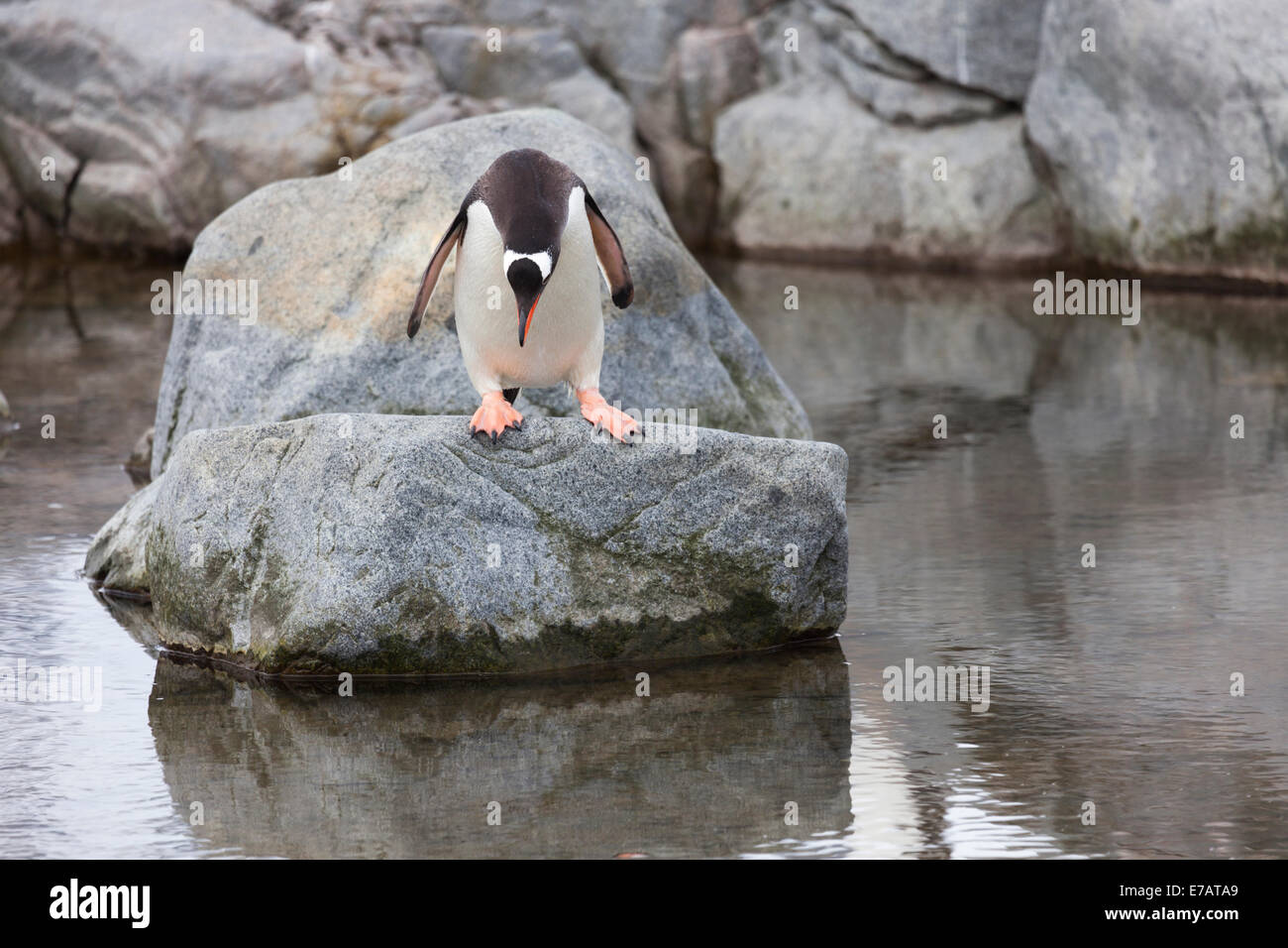 Ein Long-tailed Gentoo Penguin (Pygoscelis Papua), Antarktis Stockfoto