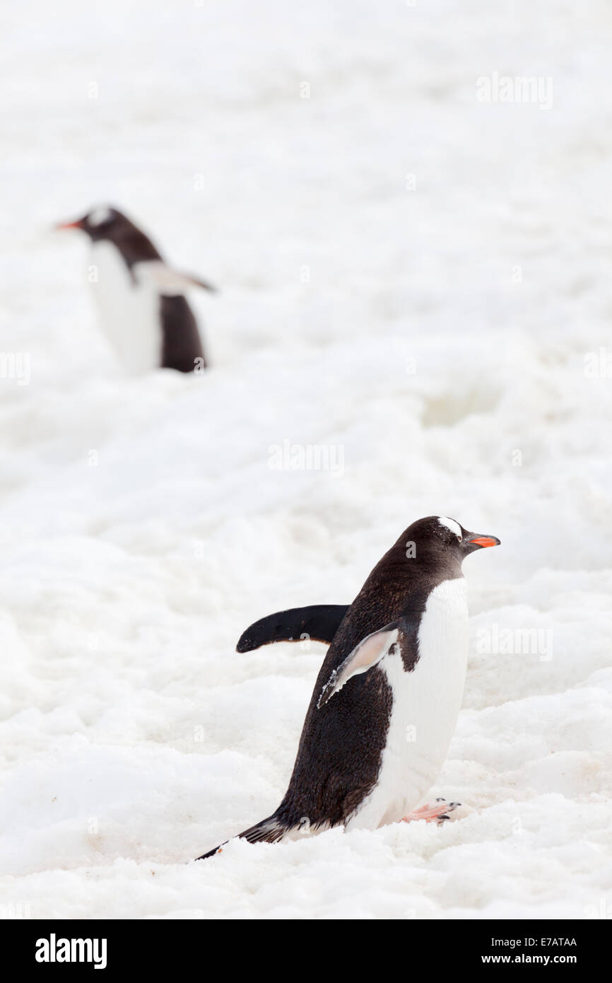 Zwei langschwänzigen Gentoo-Pinguine im Schnee (Pygoscelis Papua), Klettern Peterman Island, Antarktis Stockfoto